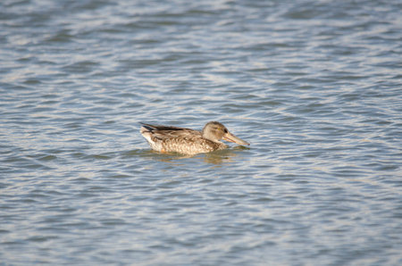 Shoveler female swimmingの写真素材