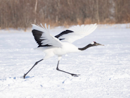 Red-crowned Crane taking offの写真素材