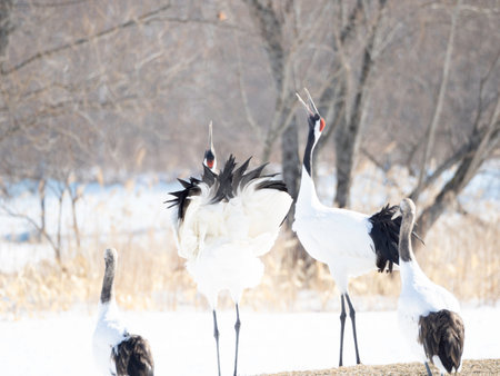 Pair of Red-crowned Cranes whoopingの写真素材