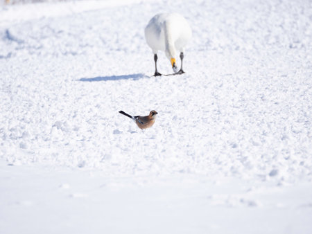 Eurasian Jay on snowの写真素材