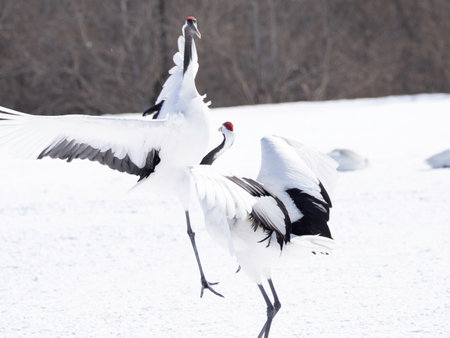 Pair of Red-crowned Cranes dancingの写真素材