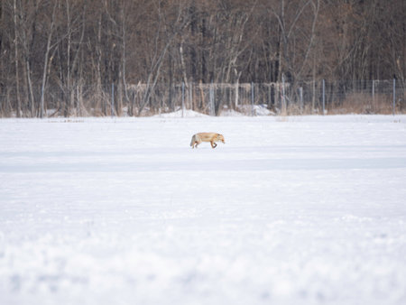 Ezo Red Fox on snowの写真素材