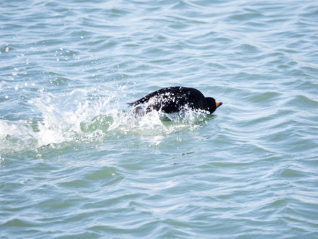 Black Scoter dashing on waterの写真素材