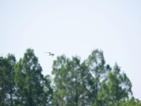 Little Tern flying in blue sky