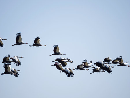 Flock of Gray-crowned Cranes flying in blue skyの写真素材