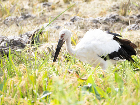 Oriental White Stork in rice fieldの写真素材