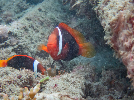 Red and black anemonefishの写真素材