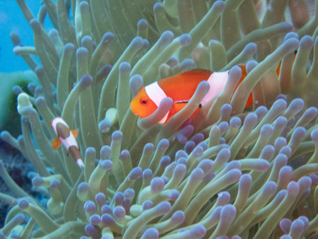 False clown anemonfishの写真素材