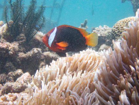 Red and black anemonefishの写真素材