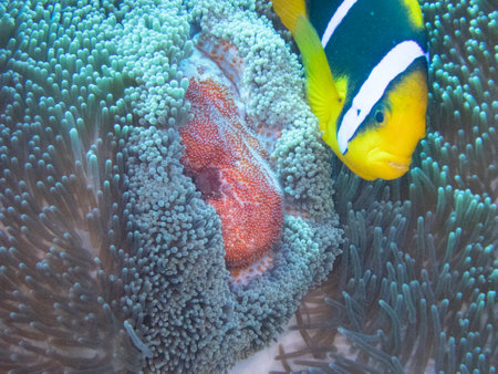 Orange-fin anemonefish with roeの写真素材
