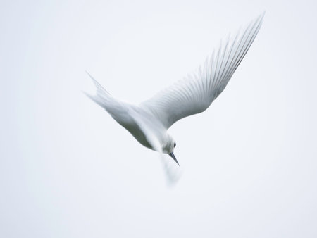 White Tern flying