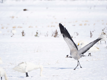 Common Crane taking offの写真素材