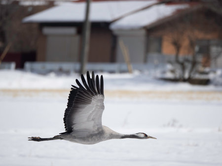 Common Crane flyingの写真素材