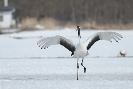 Red-crowned Crane subadult landingの写真素材