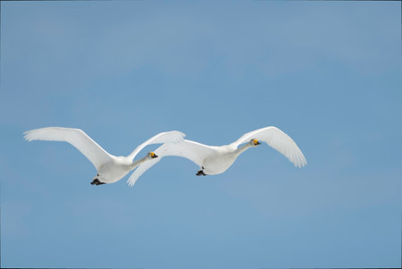 Pair of Whooper Swans flyingの写真素材
