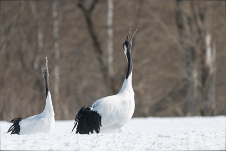Pair of Red-crowned Cranes whoopingの写真素材
