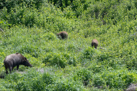 Japanese Boar walking with two juvenilesの写真素材