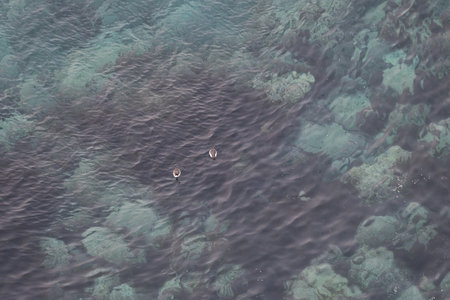Thin-billed Murres swimming