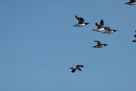 Flock of Thin-billed Murres flyingの写真素材