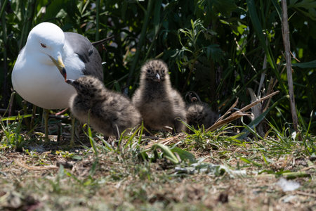 Black-tailed Gull feeding to chickの写真素材