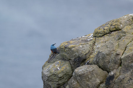 Blue Thrush maleの写真素材