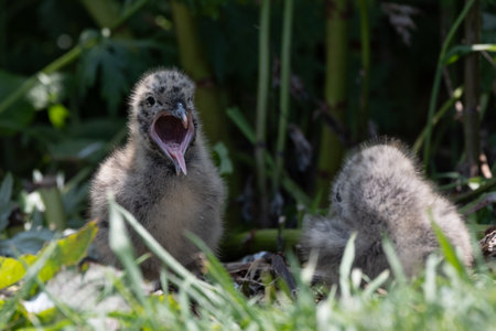 Chick of Black-tailed Gull opening mouthの写真素材