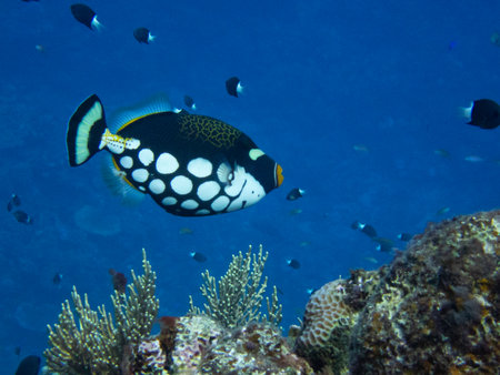 Clown triggerfish swimming
