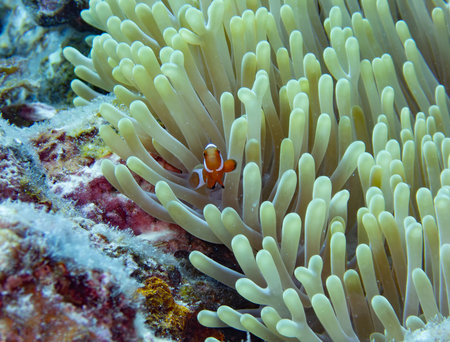 False clown anemonefish in sea anemoneの写真素材