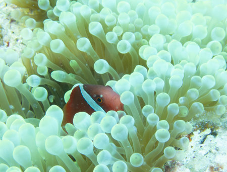 Tomato anemonefish in sea anemoneの写真素材
