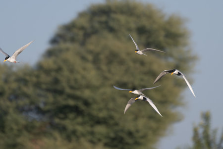 Flock of River Terns flying