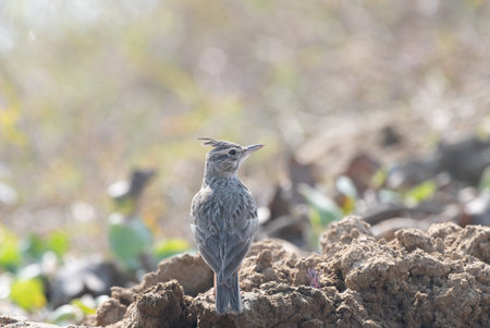 Crested Larkの写真素材