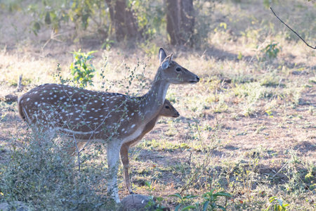 Parent and child of Spotted Deerの写真素材