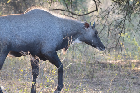 Nilgai maleの写真素材