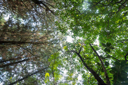 the view in the forest when looking up, there are only leaves on the tall trees and the skyの写真素材