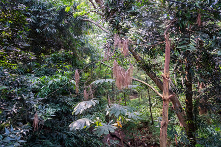 Tropical rainforest in Borneo, Sabah, Malaysia