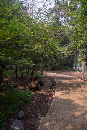 the view if you are in the forest, many trees are green and lushのeditorial素材