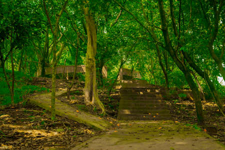 the view if you are in the forest, many trees are green and lushのeditorial素材
