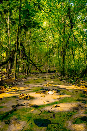 the view if you are in the forest, many trees are green and lushのeditorial素材