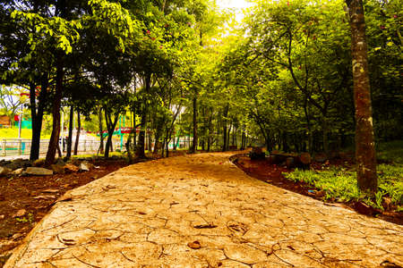 the view if you are in the forest, many trees are green and lushのeditorial素材
