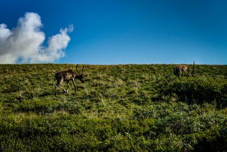 Caribou looking for food in Denali National Park in Alaska Uniteの写真素材
