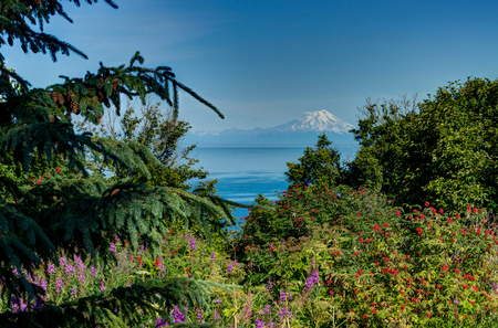 Nature view with Flowers and blue sky towards mountains in Alaskの写真素材