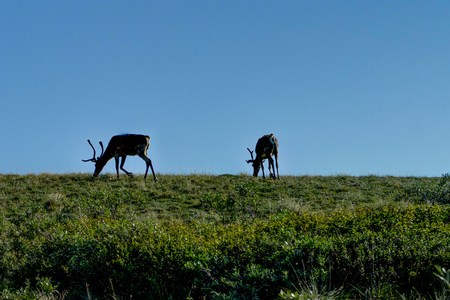 Caribou looking for food in Denali National Park in Alaska Uniteの写真素材