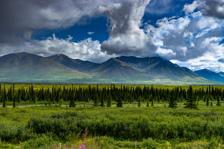 Nature view with flowers and trees and cloudy sky in Alaska Unitの写真素材