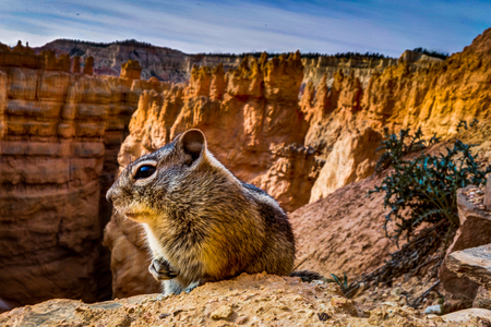 Little Squirrel Mammot sitting at Bryce Canyon National ParkBrycの写真素材