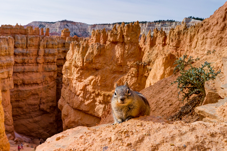 Little Squirrel Mammot sitting at Bryce Canyon National ParkBrycの写真素材