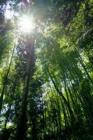 Tsumago Magone Trail Japanの写真素材