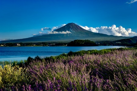 View to Mount Fuji lavender in Summer with blue sky and clouds wの写真素材