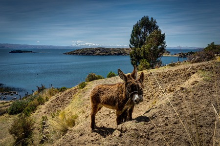 Two Donkeys with View across La isla del Sol Lake TIticacaの写真素材