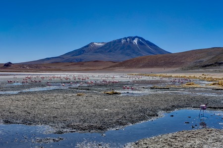 Pink Flamingos Laguna Hedionda Altiplano Boliviaの写真素材
