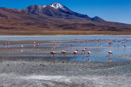 Pink Flamingos Laguna Hedionda Altiplano Boliviaの写真素材